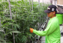 Green Horizons of Modern Cannabis Marketing