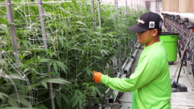 Green Horizons of Modern Cannabis Marketing