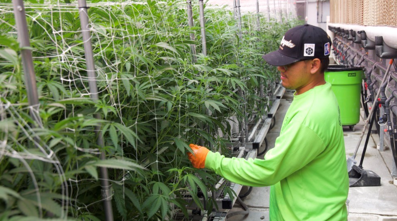 Green Horizons of Modern Cannabis Marketing