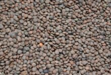 enhanced market pulse lens