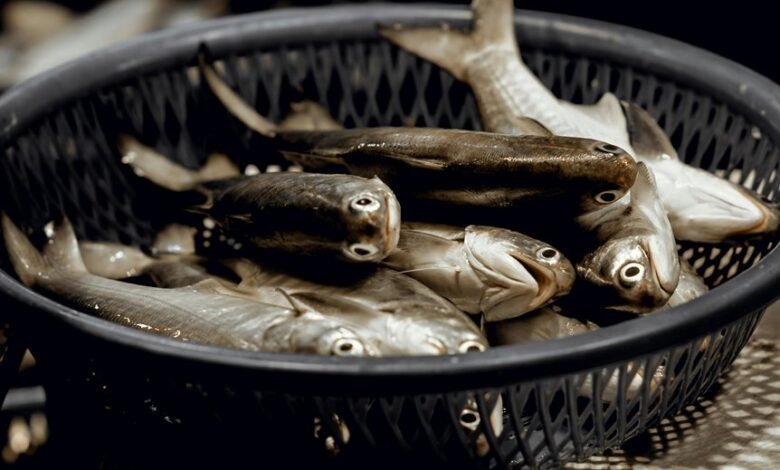 infinity lane market orbit 919611559