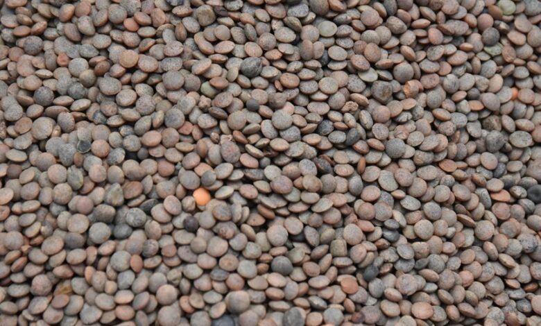 transforming lens market dynamics