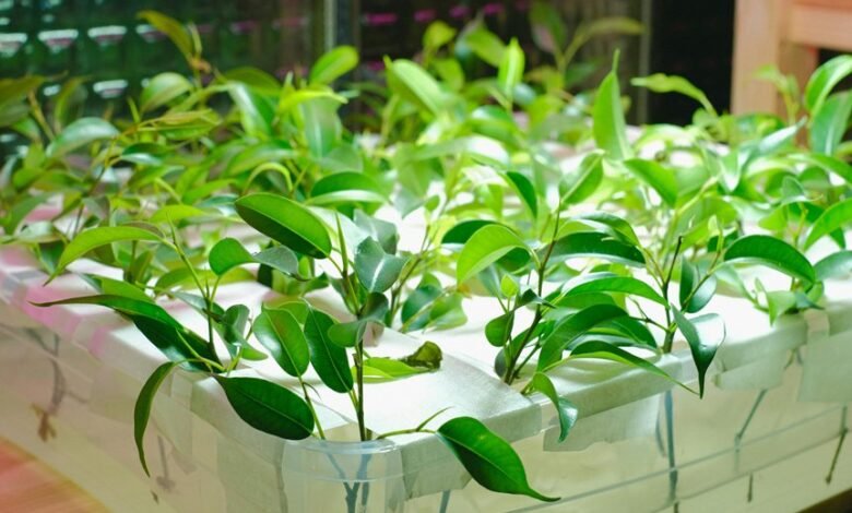 online growth system prompt